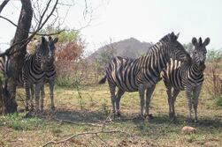 Sales Insights from the Zebra