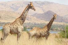 sales safari - giraffe
