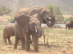 the-sales-wisdom-of-the-elephant-10-11-2011.jpg